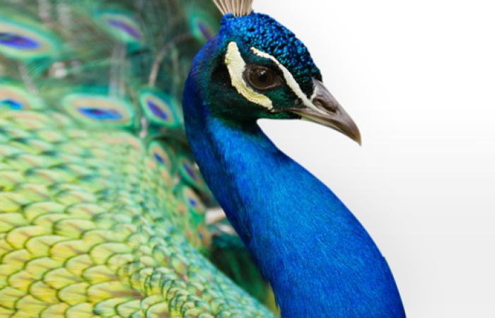 Schnabel: Warum haben Vögel keine Zähne?